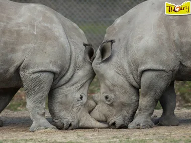 White rhinos touching heads in a zoo enclosure, with a logo of Thoiry Zoo in the top right corner.
