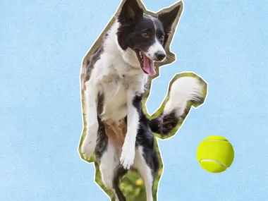 dog jumping