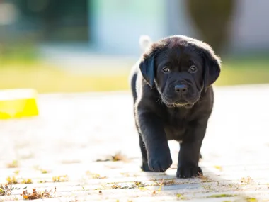 Black puppy