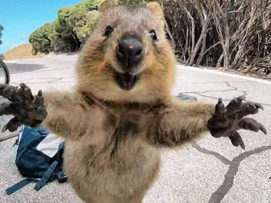 A happy quokka reaching towards the camera on a road, surrounded by trees and a backpack on the ground.