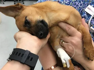 Small dog being comforted by veterinary staff, IV in leg, post-heroin overdose treatment.