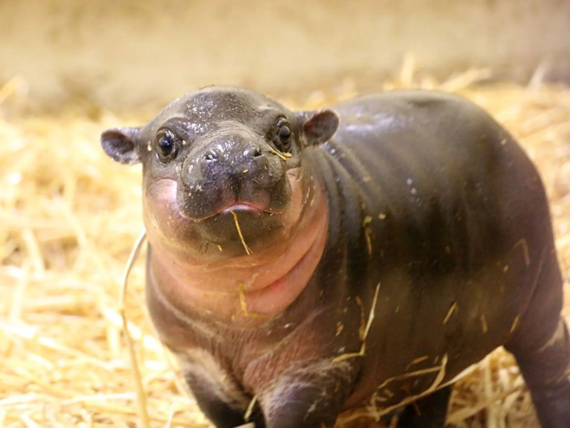 Baby pygmy hippo standing on straw, looking at the camera with a curious expression.