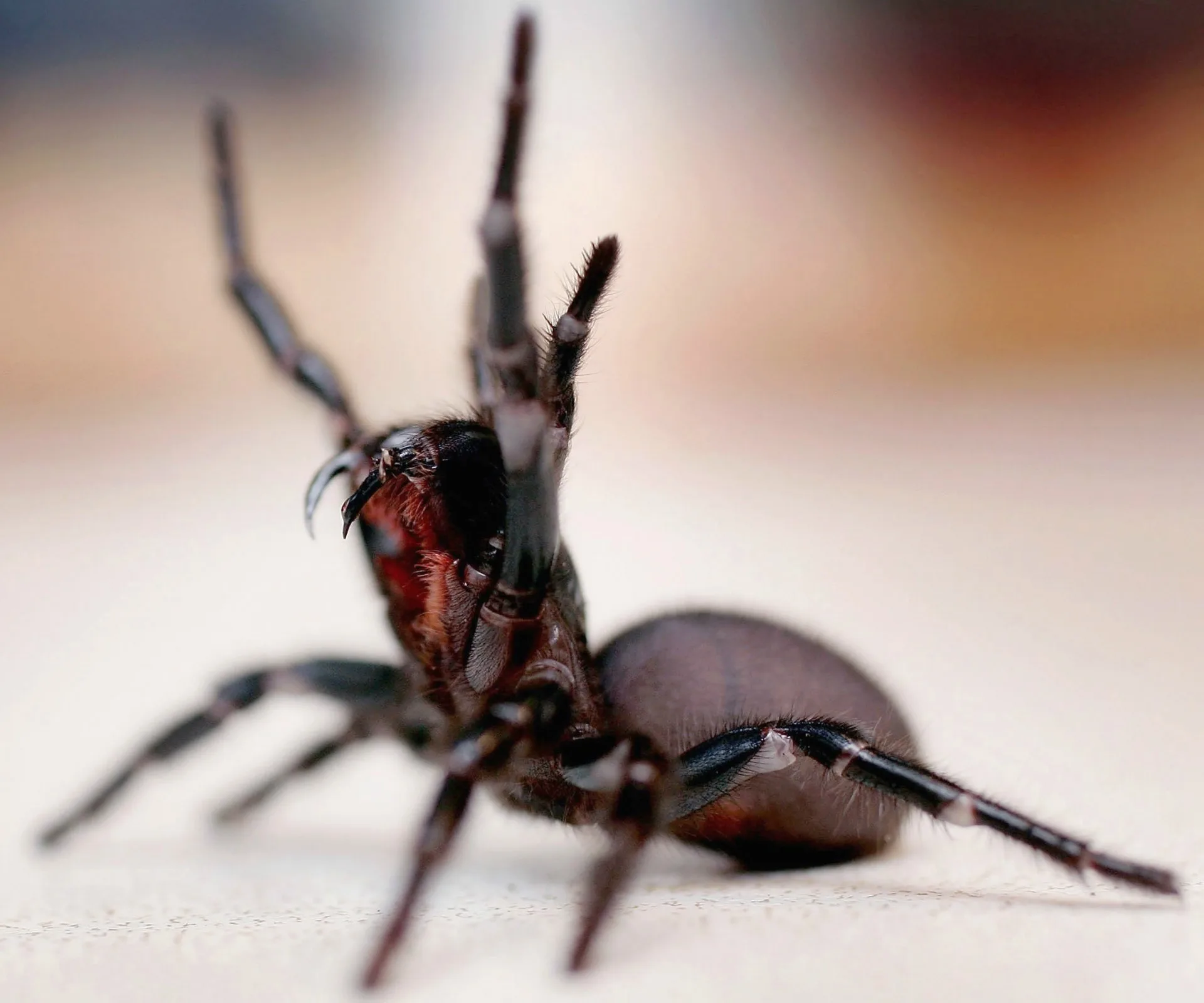 Funnel Web Spider