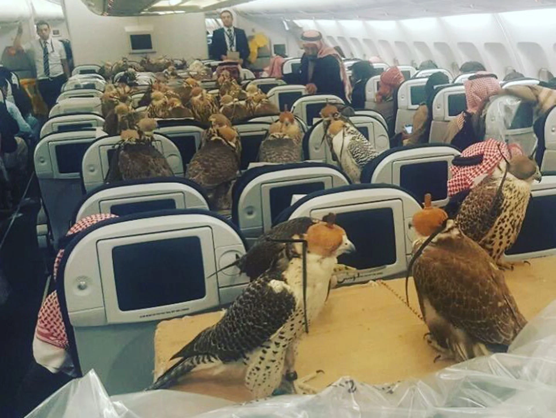 Falcons on Etihad