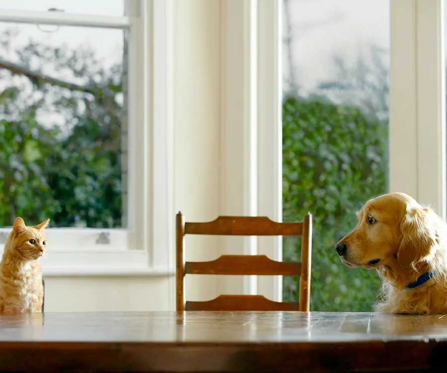 Cat owners are smarter than dog owners, confirms study