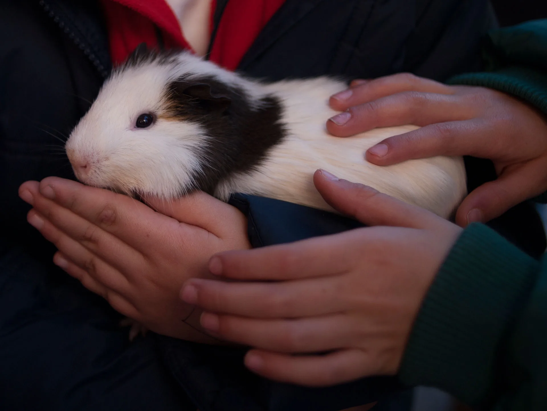 A guinea pig with black and white fur is gently held and petted by two pairs of hands.