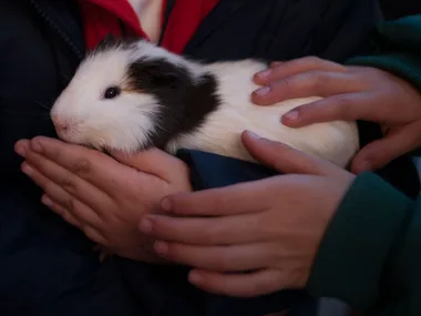 A guinea pig with black and white fur is gently held and petted by two pairs of hands.