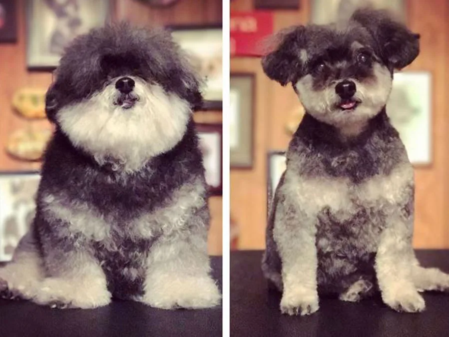 "Dramatic dog grooming transformation, fluffy dog before on left, neatly trimmed on right, with expressive eyes."