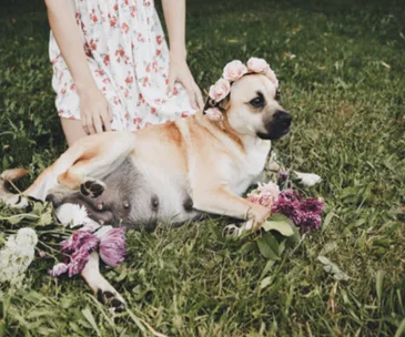 Pregnant dog with a floral crown lies on grass, surrounded by flowers and a person in a floral dress beside her.
