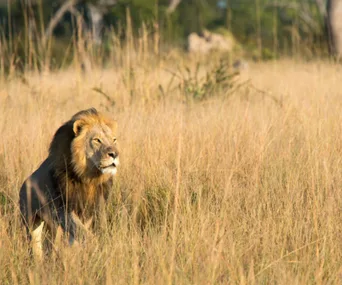 Lion standing in tall grass in a savannah setting, alert and gazing into the distance.