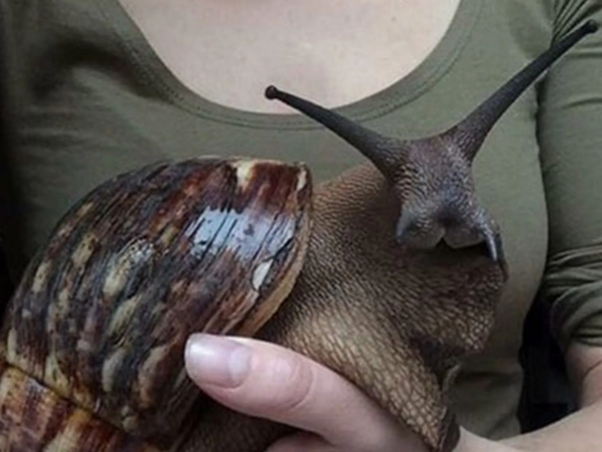 A person holding a large African land snail with its shell and tentacles visible.
