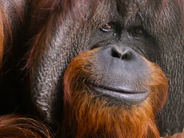 Chantek, the world’s smartest orangutan, has died at 39