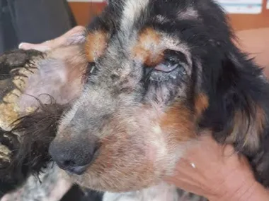 This neglected dog has been saved thanks to the internet