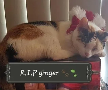 Serial pet killer suspected in Sydney’s western suburbs