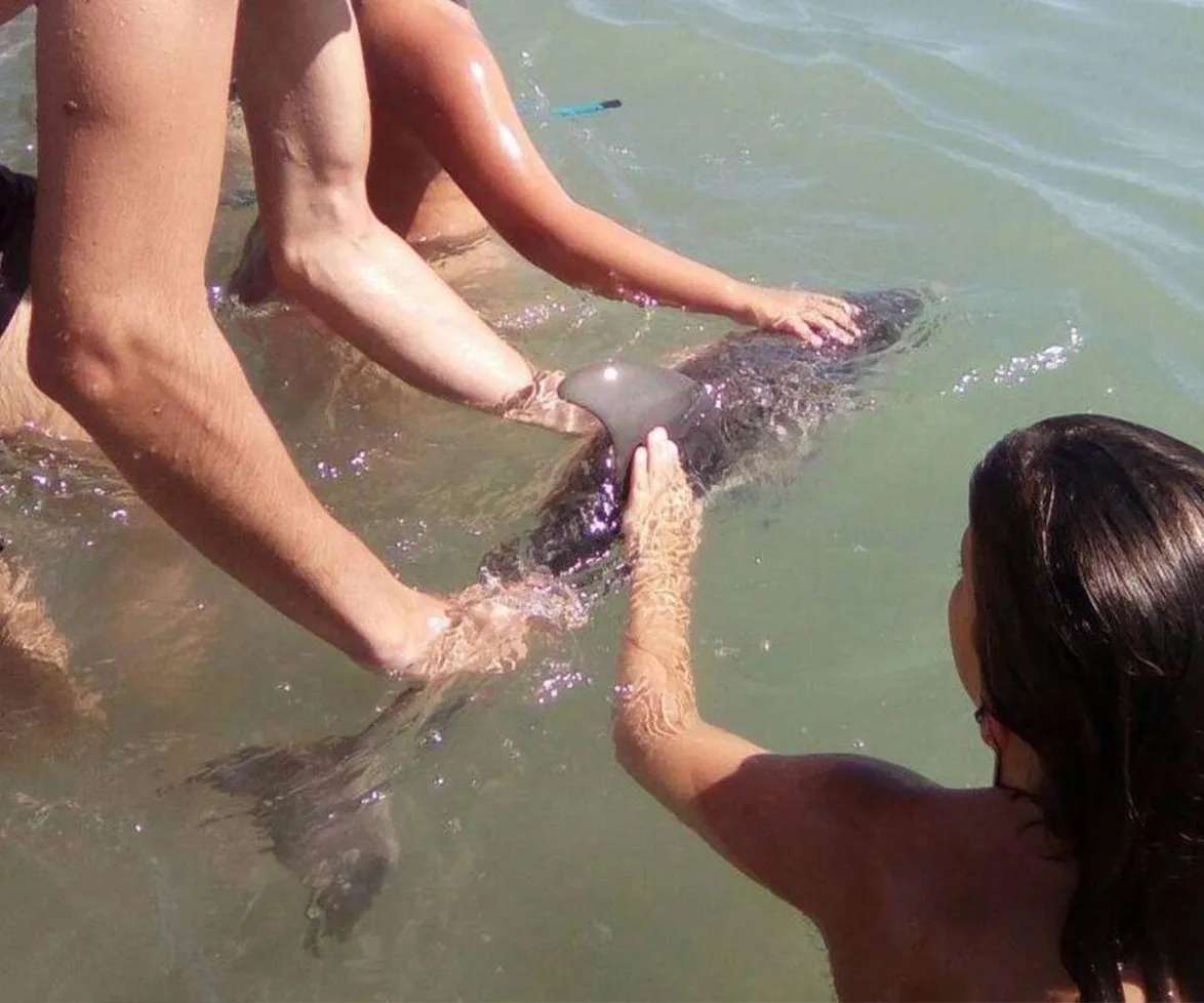 baby dolphin dies for tourists' photos