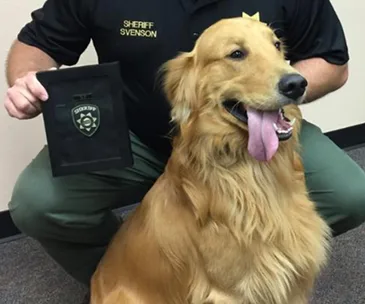 Golden retriever sitting beside officer holding a police badge bag, related to heroin discovery incident.