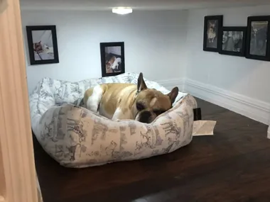 Bulldog resting in a cozy room with framed photos on white walls, lying on a patterned dog bed.