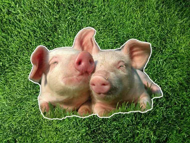 Firefighters eat sausages made of the same piglets they saved from blaze
