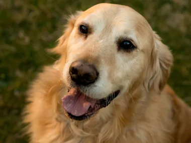 Meet Jack, Australia’s dog of the year