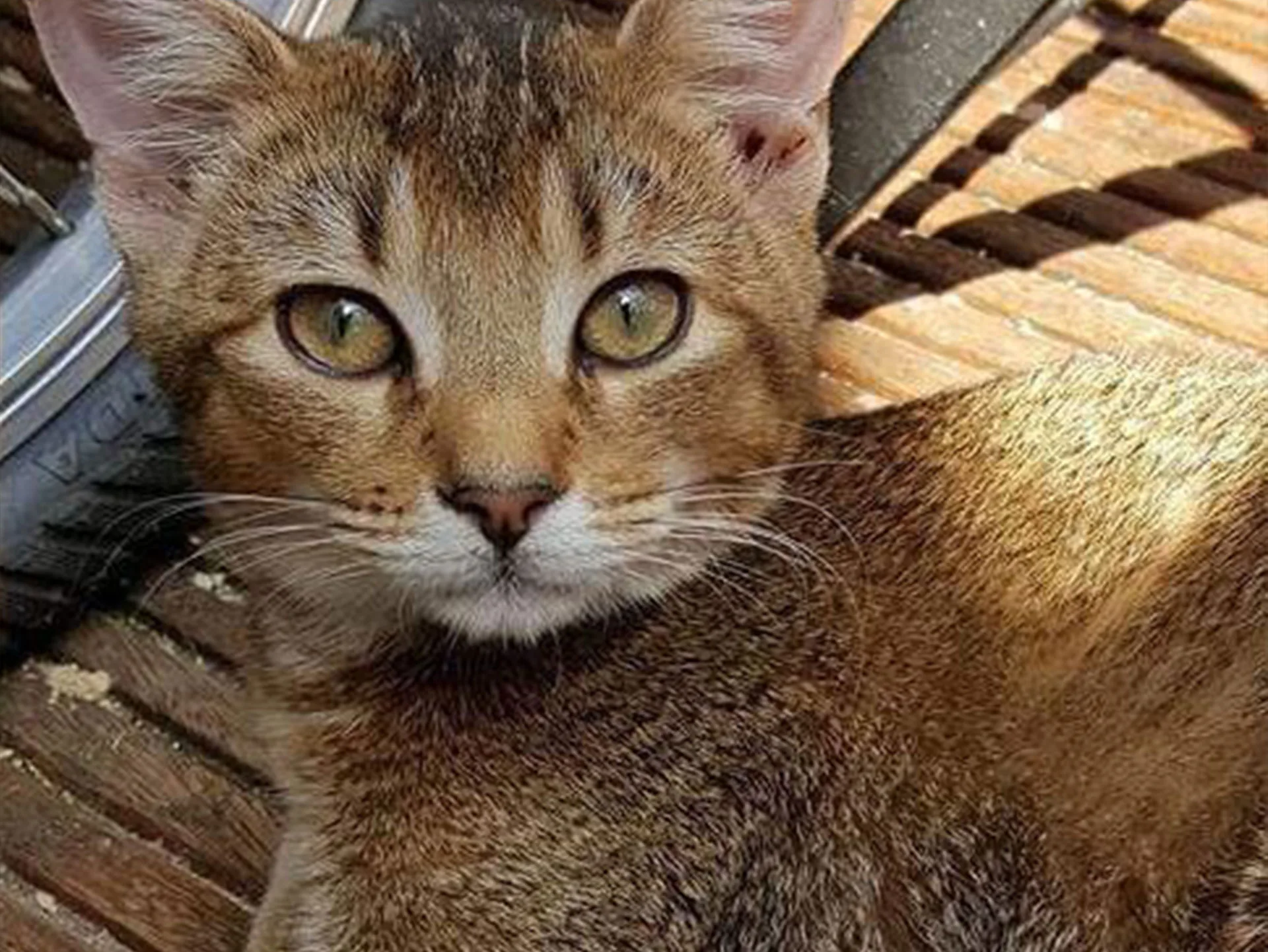 A man was barred from adopting cats because he was gay