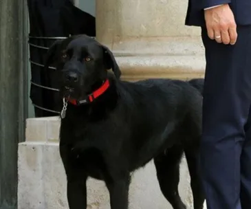 Black dog with red collar standing beside a person in a suit near stone steps.