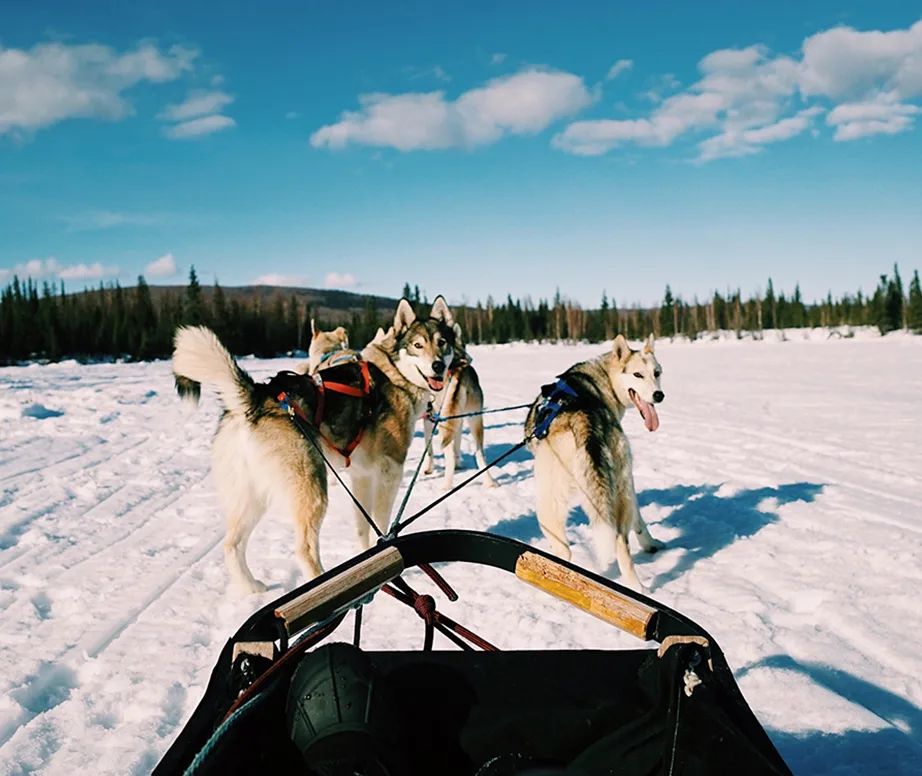 Alaskan huskies