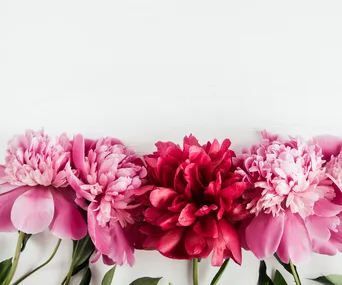 Pink and red peonies lined up on a white background.