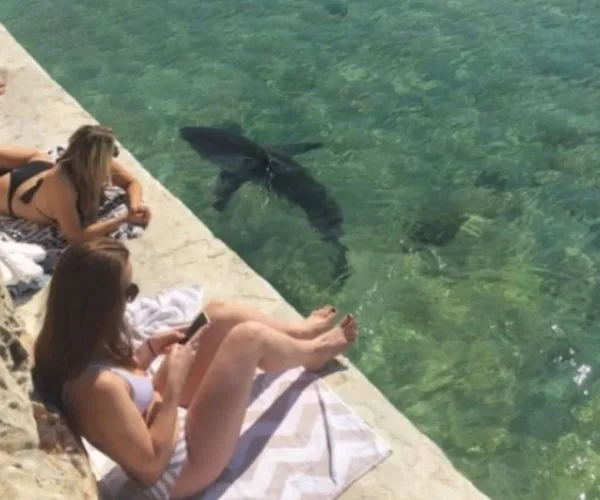 manly beach, Sydney, Manly Sea Life Sanctuary, Fairy Bower Pool, shark