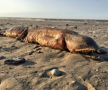 Dead fangtooth eel with sharp teeth lies on a sandy beach under clear sky.