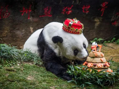 Giant panda wearing a red crown celebrates its 37th birthday with a fruit and bamboo cake in a grassy area.