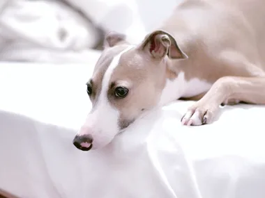 A greyhound lying on a white bed, looking contemplative.