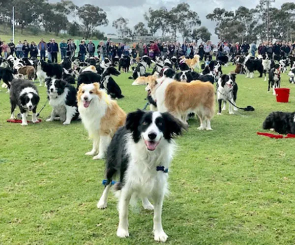 Over 500 Border Collies were at the same place and why weren't we invited?