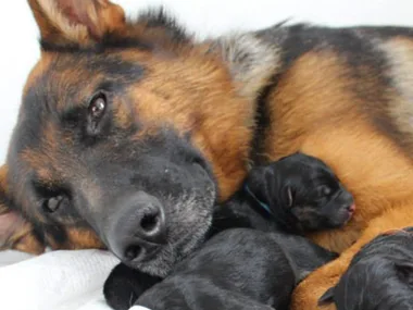 A German Shepherd cuddles with her newborn puppies, resting peacefully together on a soft surface.