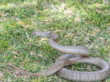 A coiled brown snake on grass, ready to strike, with scales visible and head raised.