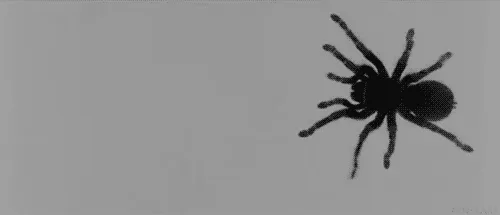 Spider lurking in salad.