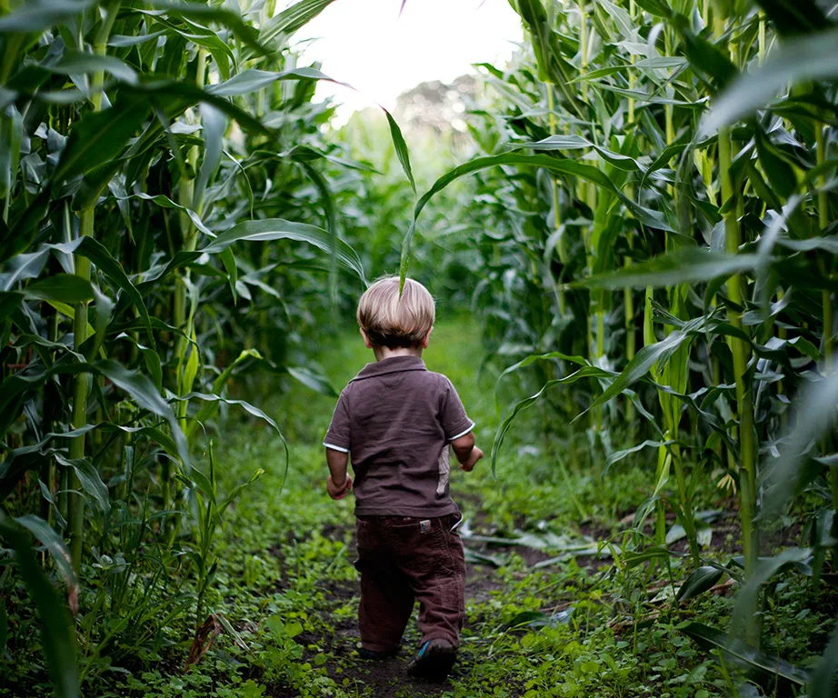 parents lose child in corn maze