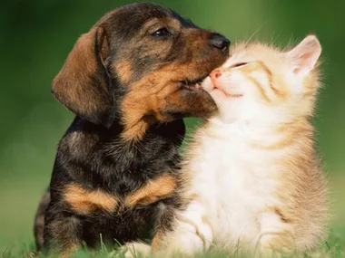 A puppy playfully nuzzles a kitten on a grassy field, conveying a sense of warmth and friendship.