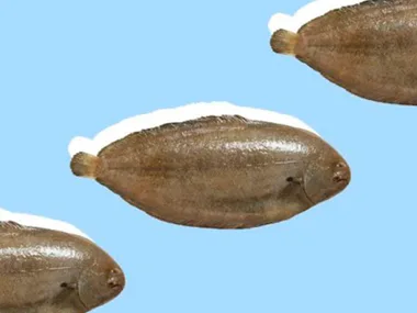 Three identical brown flatfish on a light blue background.