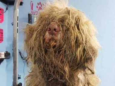 A severely matted and unkempt dog sits in a grooming salon, surrounded by grooming tools.