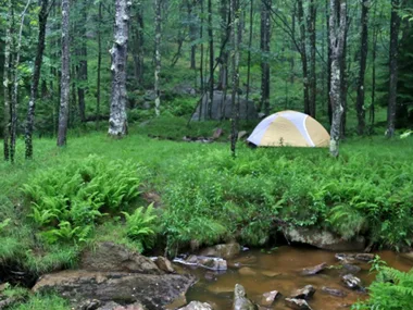 Tent in a lush, green forest near a small stream, surrounded by trees and ferns.