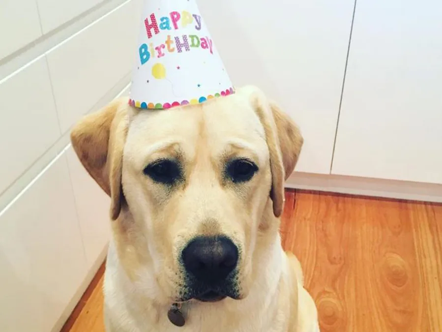 A Labrador wearing a "Happy Birthday" hat sits on a wooden floor, looking directly at the camera.