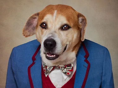 Senior dog wearing a blue jacket and comic-themed bow tie with a friendly expression.