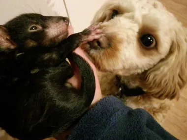 Cavoodle dog sniffs a small black Tasmanian devil gently held in a person's hand.