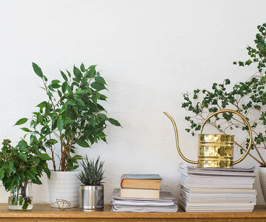Indoor plants on a wooden shelf with a golden watering can, books, and a stack of magazines.