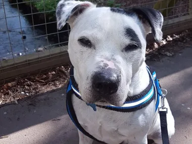 A white dog with black spots wearing a blue harness sits on a pathway next to a fenced water stream.