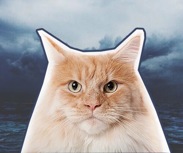 Stray cat a suspect in attempted murder case in Japan