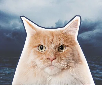 Stray cat a suspect in attempted murder case in Japan