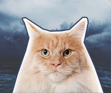 Stray cat a suspect in attempted murder case in Japan