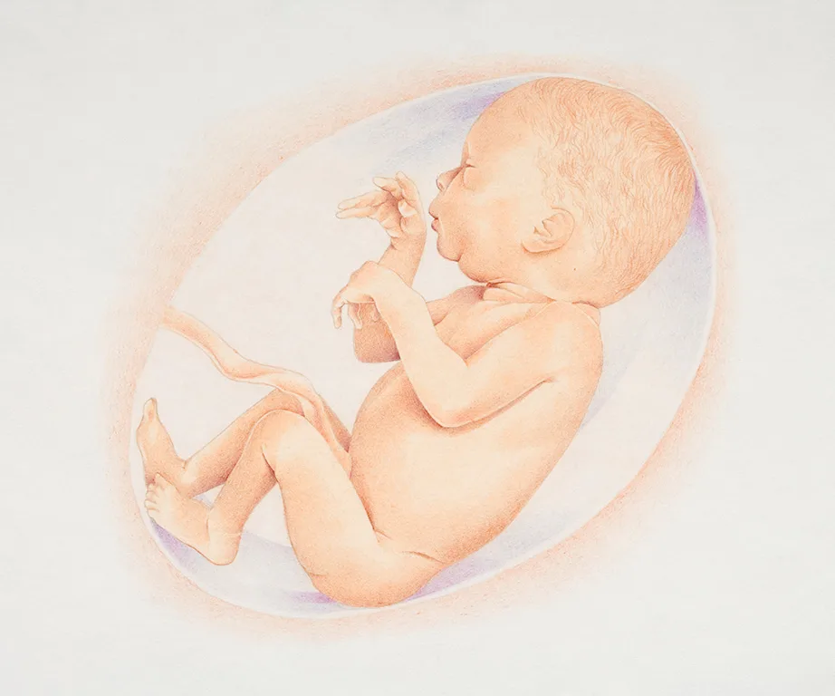 Illustration of a baby inside an intact amniotic sac, showing fetal development and the embryonic environment.