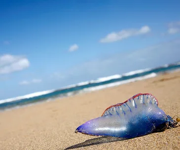 how to treat a blue bottle sting